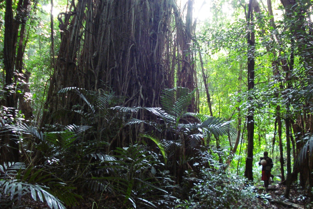 The Sacred Garden of Edenhope Tasmate, Santo, Vanuatu Tribal Convergence